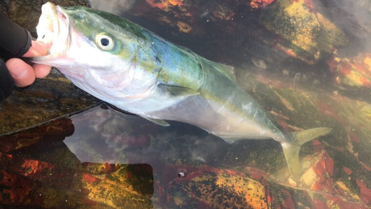 宮城県でショアジギング 釣れる魚や時期は 釣れたポイントは キャラバンライフブログ 釣り 車中泊 キャンプに関する役立つ情報